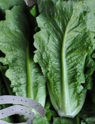 Semence "Laitue romaine" non traité