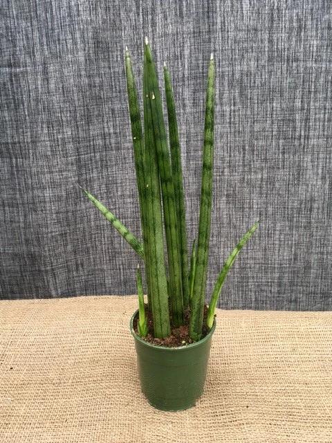 Plante d'intérieur "Sansevieria cylindrica"