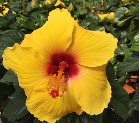 Jardinière d'hibiscus jaune