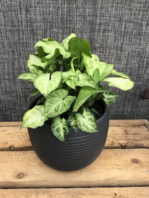 Plante d'intérieur "Syngonium"