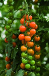 Semence de "Tomate cerise Toronjina" Biologique