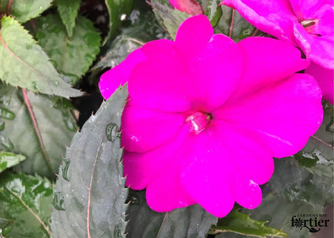 Jardinière Impatiens Nouvelle-Guinée pourpre