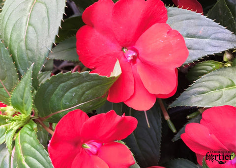 Jardinière Impatiens Nouvelle-Guinée rouge