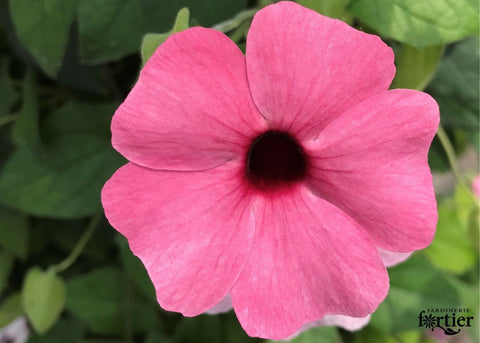 Jardinière de Thunbergia rose