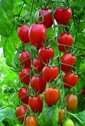 Semence de "Tomate raisin rouge" Biologique