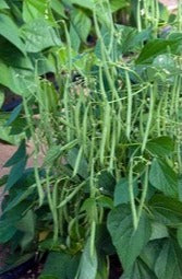 Semence de "Haricot vert grimpant" non traité