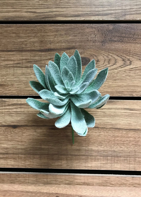 Pic de succulente echeveria