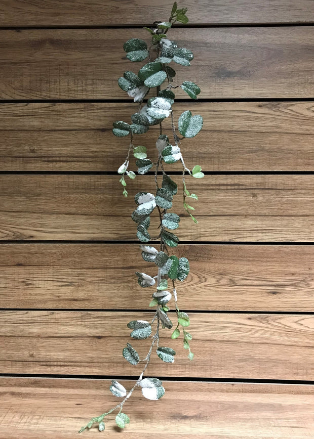 Vigne d'eucalyptus enneigée