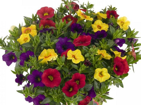 Jardinière de Calibrachoa Mix Hawaiian Mahalo Hilo