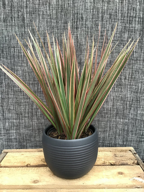 Plante d'intérieur "Dracaena bicolor"