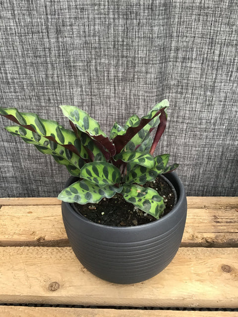 Plante d'intérieur "Calathea lancifolia"