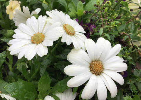 Ostéospermum Akila white daisy