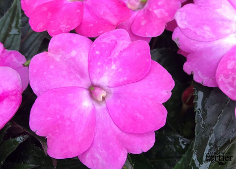 Jardinière Impatiens Nouvelle-Guinée rose foncé