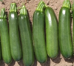 Semence de "Zucchini vert" Biologique
