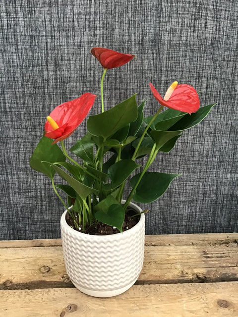 Plante d'intérieur "Anthurium"