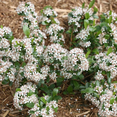Aronia "Low Scape"