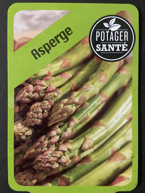 Plant d'asperge
