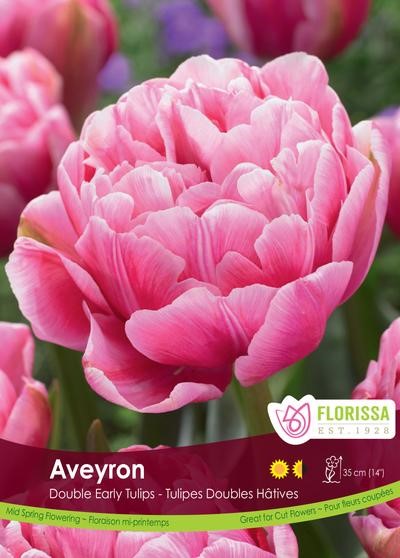 Bulbe de Tulipe "Aveyron"