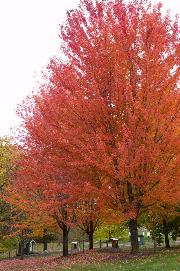 Érable "Autumn Blaze"
