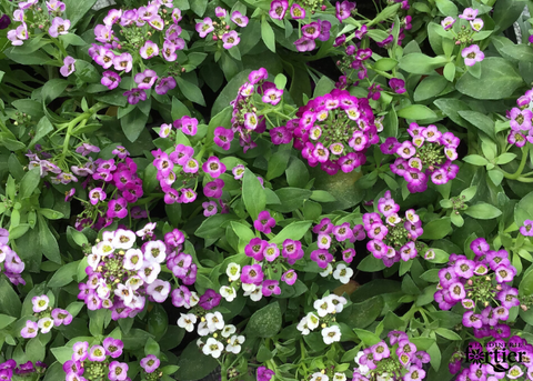 Alyssum pourpre