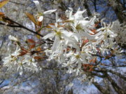 Amelanchier "Spring flurry"