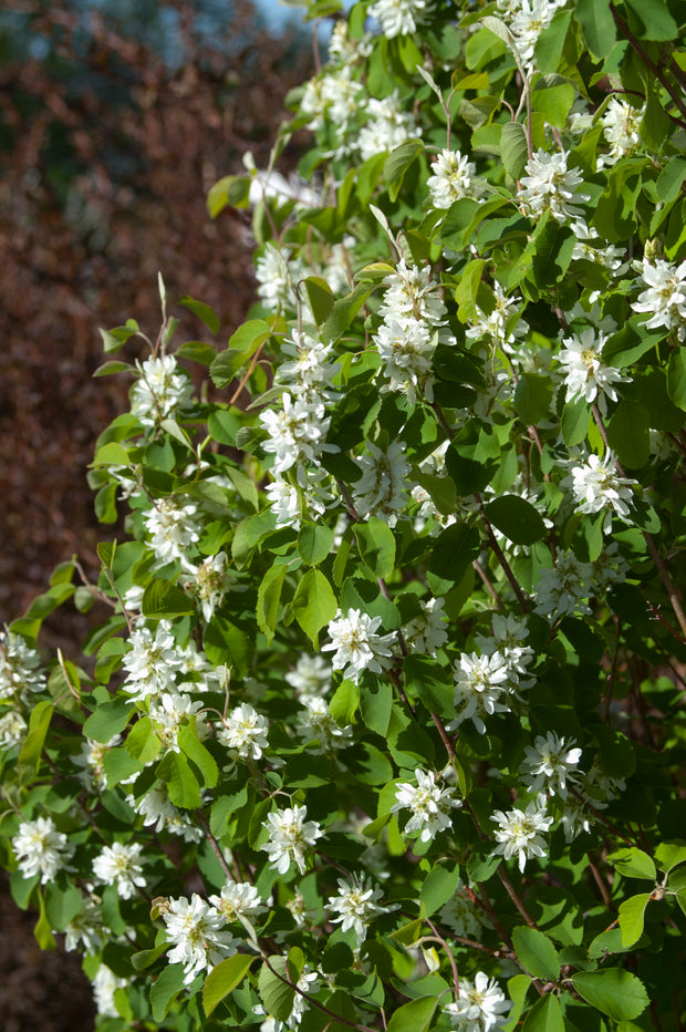 Amelanchier "Standing ovation"