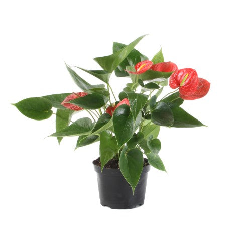 Plante d'intérieur "Anthurium"