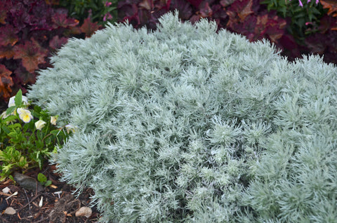 Artemisia Silver Mound