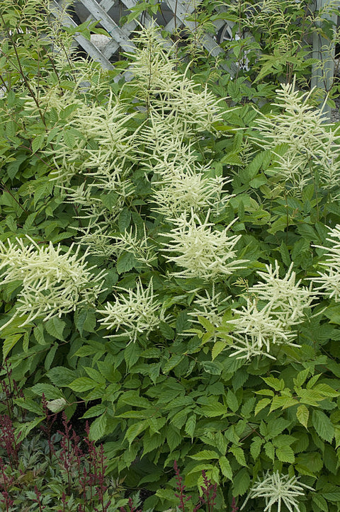 Aruncus dioicus Sylvestris