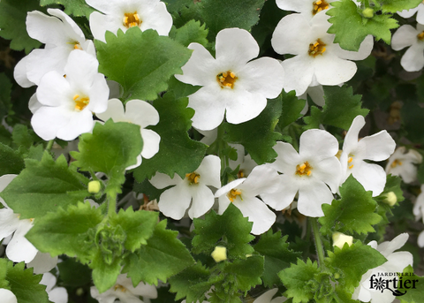 Bacopa blanc