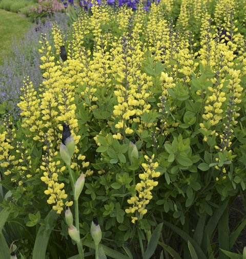 Baptisia Decadence Lemon Meringue