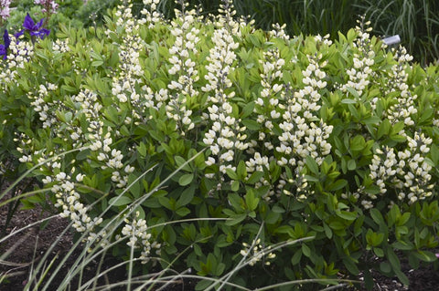 Baptisia Vanilla Cream