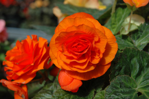 Bégonia non-stop apricot