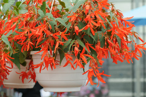 Bégonia Santa cruz orange