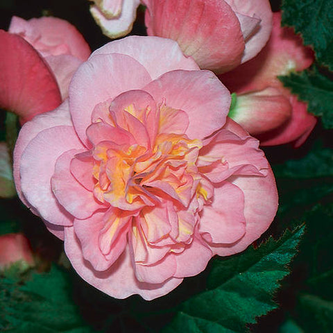 Bégonia non-stop rose