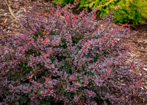 Berberis "Royal burgundy"