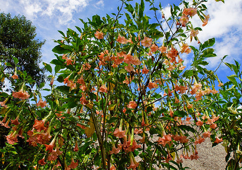 Brugmansia rouge