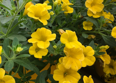 Jardinière de Calibrachoa jaune