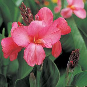 Canna South Pacific rose