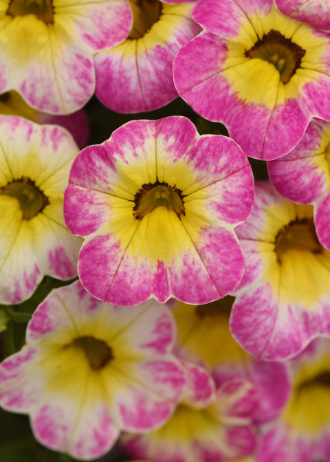Calibrachoa cha-cha diva hot pink