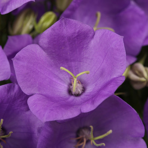 Campanule carpatica Rapido Blue