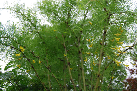 Caragana "Lorbergii" sur tige