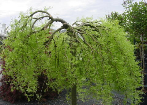 Caragana "Walker"