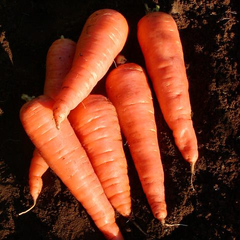 Semence "Carotte red cored Chantenay" - Bio - Écoumène