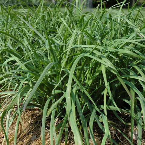 Semence Ciboulette chinoise  - Bio - Écoumène