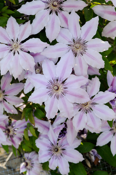 Clématite "Nelly Moser"