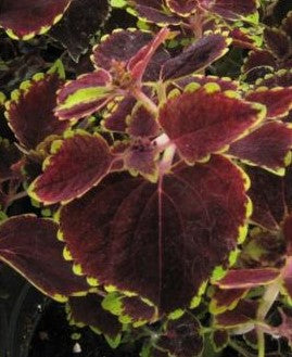 Coléus Trailing plum