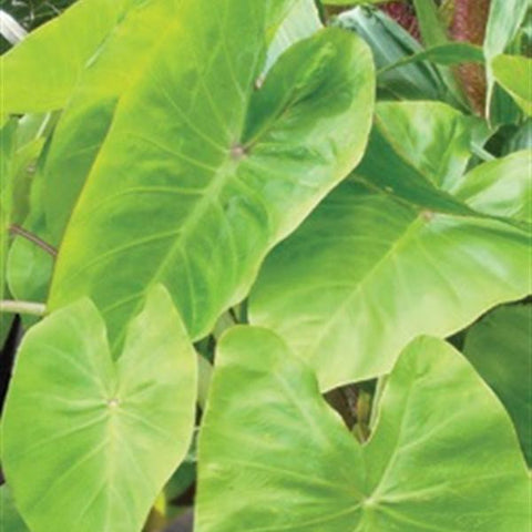 Colocasia Maui gold