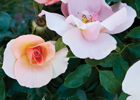 Rosier "Chinook Sunrise"