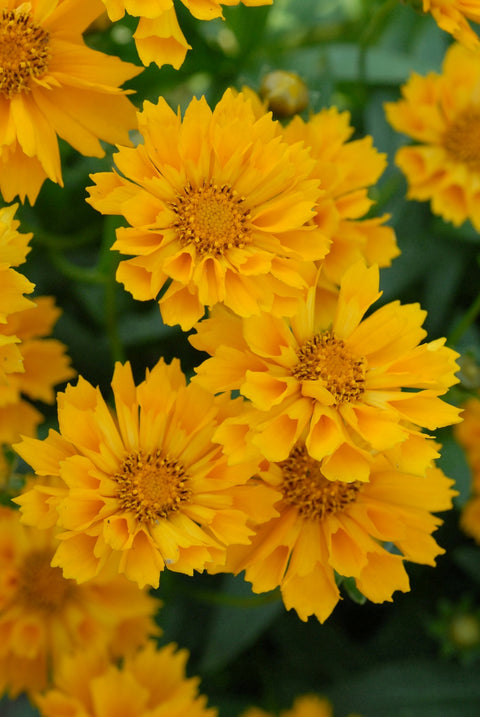 Coreopsis grandiflora Jethro Tull